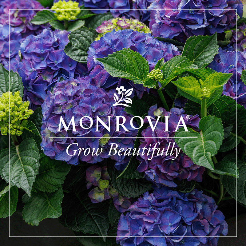 Monrovia